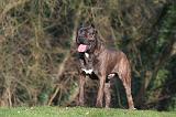 CANE CORSO 1364
